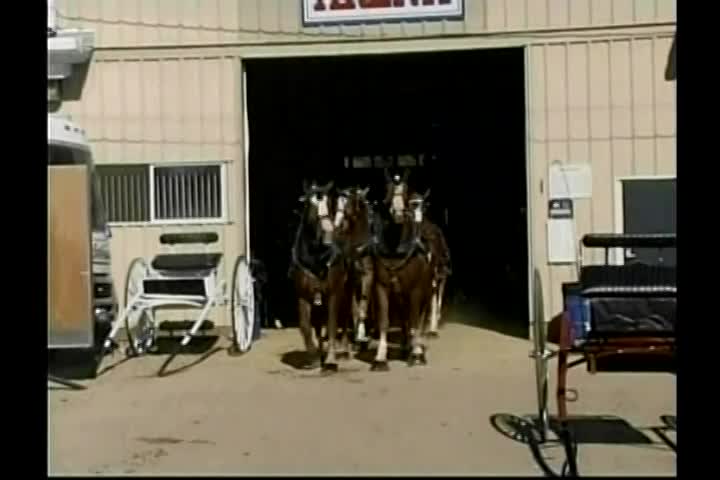 New Englanders: Topsfield Fair