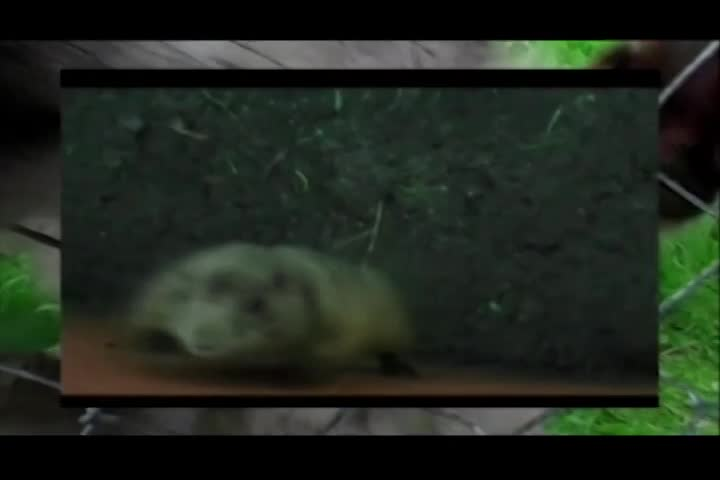 Animal Adventures: Underwood Conservation Site