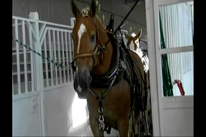 New Englanders: A Day At The Topsfield Fair