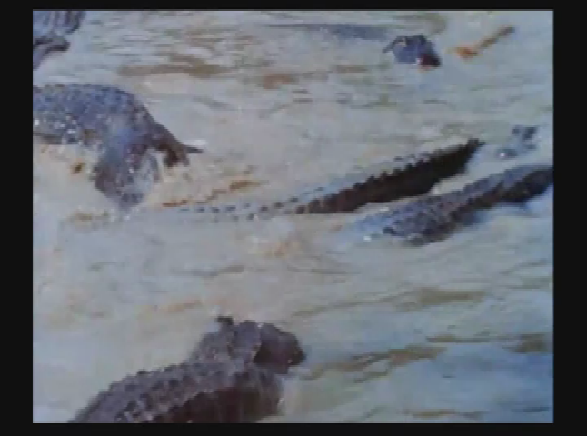 Salem Drive In Theater: Curse of the Swamp Creature 1966