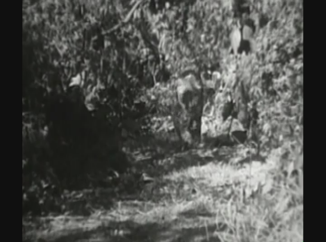 Salem Drive In Theater: The Savage Girl