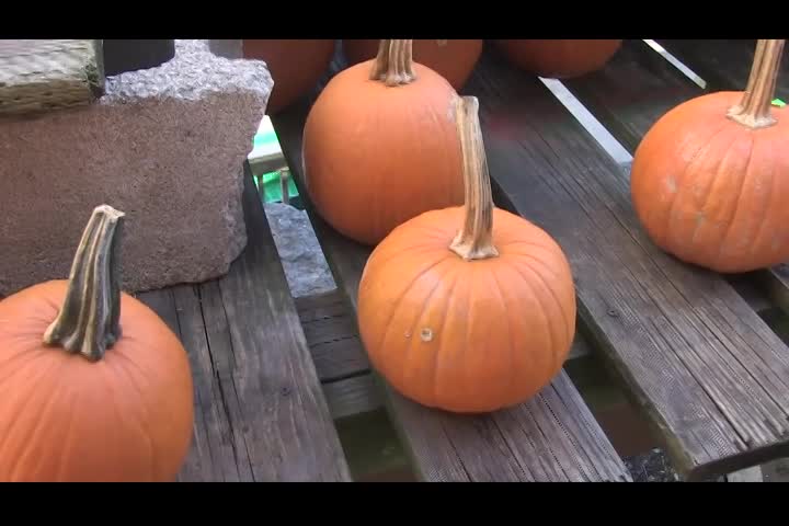 Around the Garden with Jimmy K